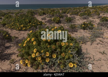 La mer Jaune marocain, Daisy Asteriscus imbricatus, en fleurs dans les habitats côtiers, au sud-ouest du Maroc. Banque D'Images