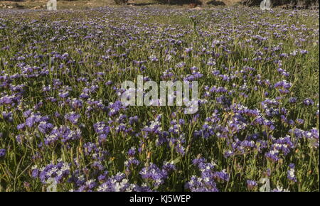 Wavyleaf Limonium sinuatum, lavande de mer, en fleurs sur la côte sud-ouest du Maroc. Banque D'Images