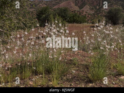 Asphodèle Asphodelus tenuifolius, annuel, en fleurs en semi-désert, Maroc. Banque D'Images