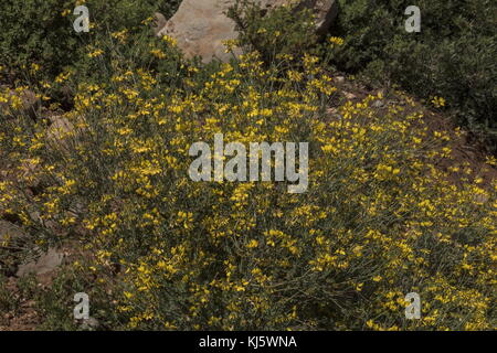 Scorpion arbustives-vesce, coronilla valentina, en fleurs dans les montagnes de l'Atlas, au Maroc. Banque D'Images