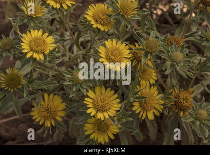 La mer Jaune marocain, Daisy Asteriscus imbricatus, en fleurs sur les dunes, au Maroc. Banque D'Images