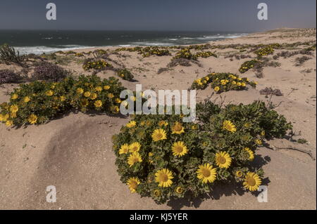 Marguerite marocaine de la mer jaune, Asteriscus imbricatus en fleur sur les dunes du Parc National de sous-Massa, sud-ouest du Maroc. Banque D'Images