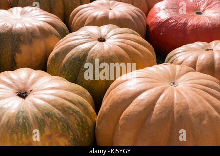 Tas de citrouilles différents à l'automne fête des vendanges. arrière-plan, les légumes. Banque D'Images