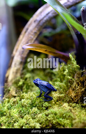 Dendrobates Azureus, la famille des Dendrobatidae, trouvé dans le sud du Nicaragua et le nord du Brésil. Banque D'Images