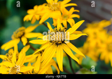 Fleur jaune Ligularia dentata Orthello en été Banque D'Images