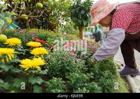 Jardiniers âgés crée un petit bendinggarden sur la rue animée de Apgujeong à Gangnam-gu, Seoul, Corée du Sud. Banque D'Images