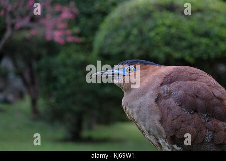 Malayan oiseau héron nuit à Taipei, Taiwan Banque D'Images