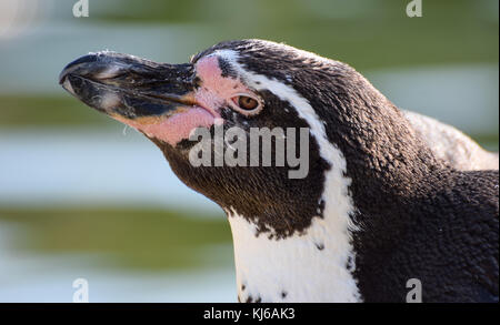 Close up portrait of an African Penguin Banque D'Images