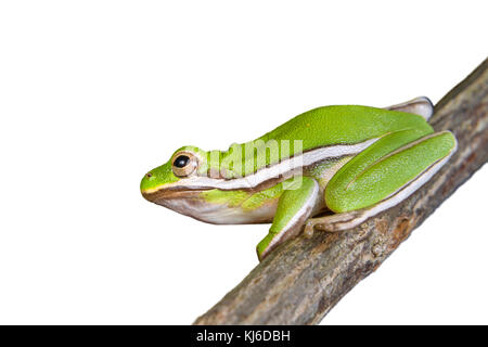 Grenouille verte américaine (Dryophytes [Hyla] cinerea), isolée sur fond blanc. Banque D'Images