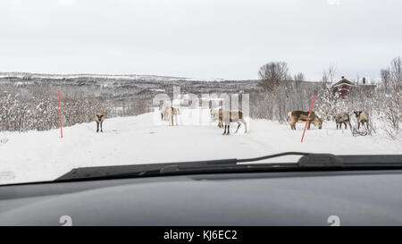 Renne sur une petite route en hiver. Photo prise par le pare-brise d'une voiture. Tisnes, Kvaløya, Tromsø, Norvège. Banque D'Images