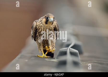 Faucon pèlerin ( Falco peregrinus ), jeune adolescent, marche à pied, en marchant le long d'une bordure de toit, regardant curieux, semble drôle, la faune, l'Europe. Banque D'Images