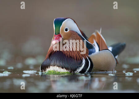 Canard mandarin Aix galericulata / mandarinente ( ), Drake en robe colorée de reproduction, natation, près, vue côté frontal détaillée, l'Europe. Banque D'Images