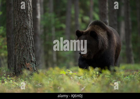 Ours brun européen ( Ursus arctos ), adulte fort et puissant, marchant dans le sous-développement d'une forêt boréale, à la recherche de nourriture, Europe. Banque D'Images