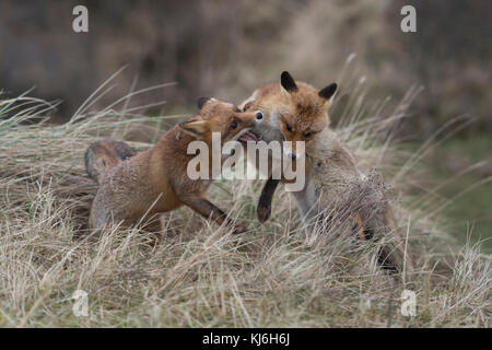 Le renard roux Vulpes vulpes ( ), deux adultes dans la lutte agressive, les combats, les uns des autres, le comportement territorial, la saison des amours, de la faune, de l'Europe. Banque D'Images