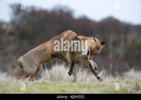 Le renard roux Vulpes vulpes ( ), deux adultes dans la lutte agressive, les combats, les uns des autres, le comportement territorial, saison du rut, de la faune, de l'Europe. Banque D'Images