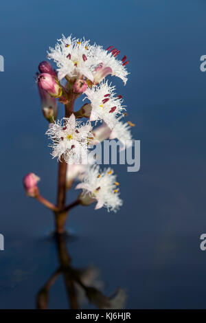 Bogbean; Menyanthes trifoliata Flower Cornwall; Royaume-Uni Banque D'Images