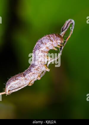 Caterpillar exotiques sur l'Insecte Macro brindille Banque D'Images