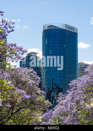 Jacarandas en fleurs à Mount St Perth Western Australia, avec des tours en arrière-plan. Banque D'Images