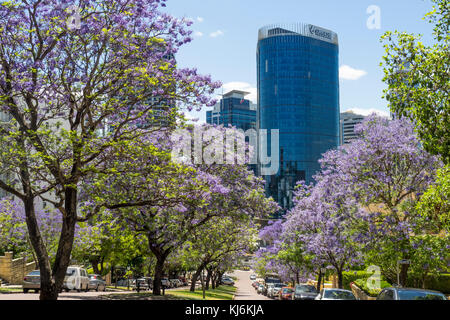 Jacarandas en fleurs à Mount St Perth Western Australia, avec des tours en arrière-plan. Banque D'Images