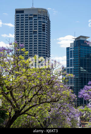 Jacarandas en fleurs à Mount St Perth Western Australia, avec des tours en arrière-plan. Banque D'Images