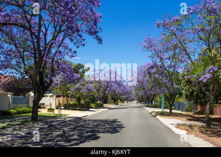 Une rue de banlieue dans la région de Fléron bordée de jacarandas en fleurs à Perth en Australie occidentale. Banque D'Images