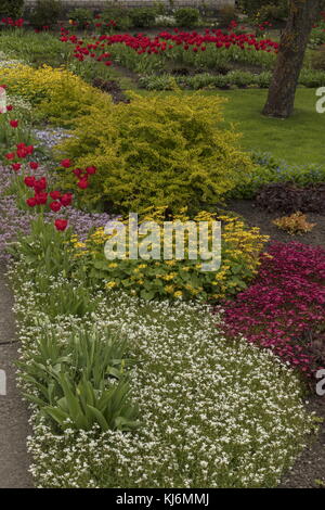 Jardin privé avec bordures fleuries au printemps, Kuressaare, Estonie. Banque D'Images