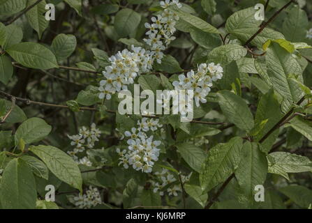 Bird cherry, Prunus padus, en fleurs au printemps. Banque D'Images