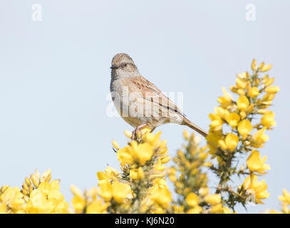 Dunnock sur la gorge Banque D'Images