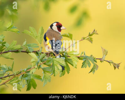 Goldfinch Carduelis carduelis Banque D'Images