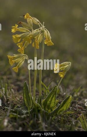 Cowslips, Primula veris en fleur dans les prairies pâturées. Banque D'Images