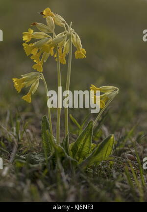 Cowslips, Primula veris en fleur dans les prairies pâturées. Banque D'Images