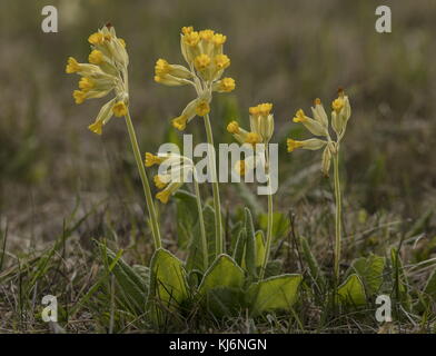 Cowslips, Primula veris en fleur dans les prairies pâturées. Banque D'Images