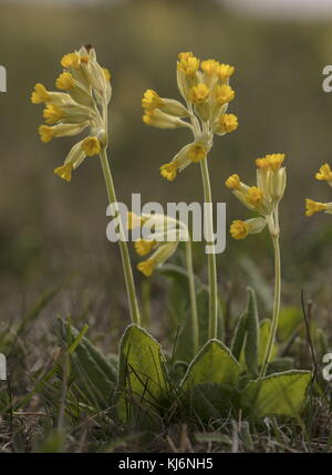 Cowslips, Primula veris en fleur dans les prairies pâturées. Banque D'Images