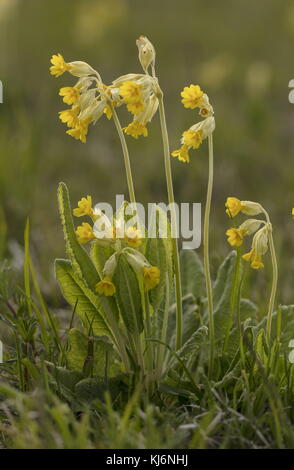 Cowslips, Primula veris en fleur dans les prairies pâturées. Banque D'Images