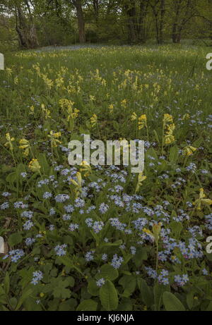 Wood Forget-me-not, Myosotis sylvatica et Cowslips, Primula veris, dans une prairie fleurie ; Estonie. Banque D'Images
