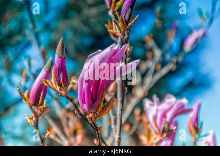 Vue rapprochée de magnolia en fleurs violet Banque D'Images