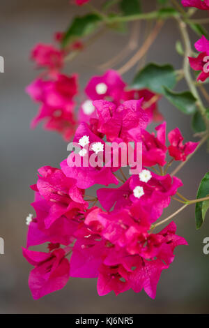 De couleur cerise de bougainvilliers, Espagne Banque D'Images