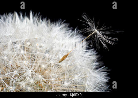 A fleuri le pissenlit sur fond noir close up.Macro. Banque D'Images