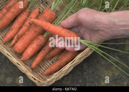 Une photographie d'une part, plaçant une carotte fraîchement tiré de l'agriculture biologique dans un panier en osier contenant plusieurs autres carottes Banque D'Images