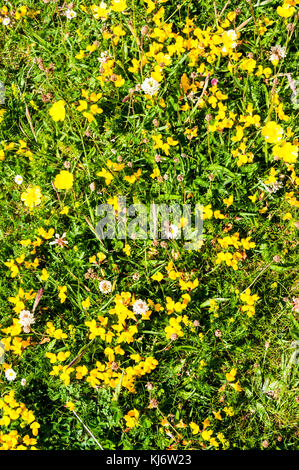 Close up de "machair" sur North Uist dans les Hébrides extérieures. Banque D'Images