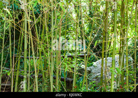 Tiges de bambou au jardin botanique de Lluc, Majorque, Espagne Banque D'Images