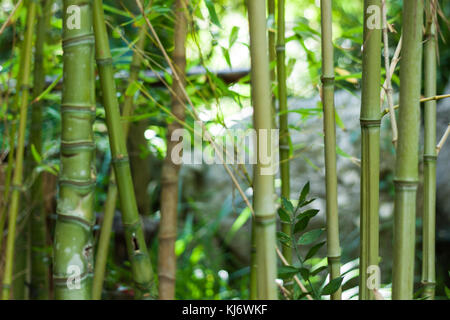 Close-up de tiges de bambou en lluc Botanical garden, Majorque, Espagne Banque D'Images