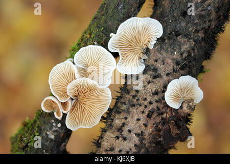 Oysterling Crepidotus variabilis Champignons Variable Banque D'Images