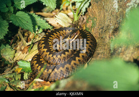 Kreuzotter, Kreuz-Otter, Otter, Viper, Vipera berus, addider, viper commun, viper européen Banque D'Images