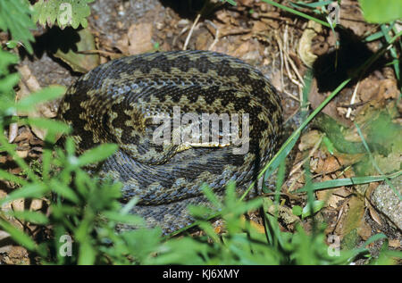 Kreuzotter, Kreuz-Otter, Otter, Viper, Vipera berus, addider, viper commun, viper européen Banque D'Images