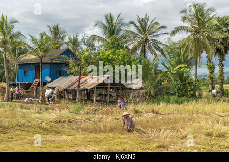 Reisernte bei der Frauen auf dem feld bei kampot, kambodscha, asien | Femmes de la récolte du riz dans les champs, Kampot, Cambodge, Asie Banque D'Images