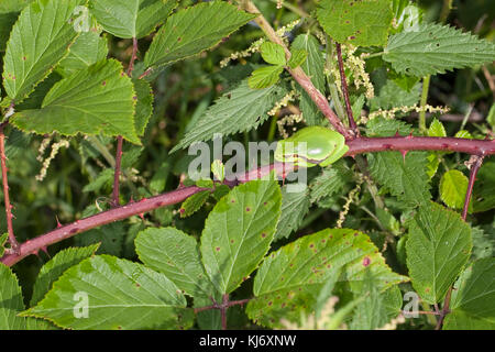 Europäischer Laubfrosch sonnt sich auf einer Brombeerranke, Laub-Frosch, Frosch, Hyla arborea, grenouille européenne, grenouille-trèche, tr Europe centrale Banque D'Images