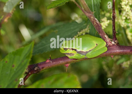 Europäischer Laubfrosch sonnt sich auf einer Brombeerranke, Laub-Frosch, Frosch, Hyla arborea, grenouille européenne, grenouille-trèche, tr Europe centrale Banque D'Images