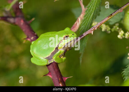 Europäischer Laubfrosch sonnt sich auf einer Brombeerranke, Laub-Frosch, Frosch, Hyla arborea, grenouille européenne, grenouille-trèche, tr Europe centrale Banque D'Images