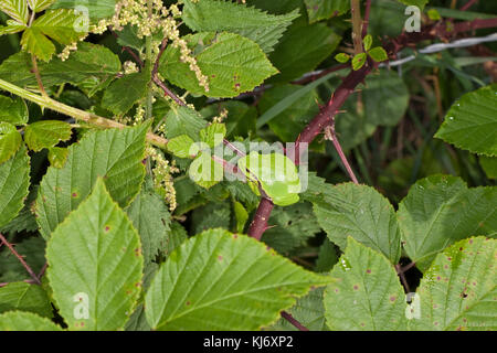 Europäischer Laubfrosch sonnt sich auf einer Brombeerranke, Laub-Frosch, Frosch, Hyla arborea, grenouille européenne, grenouille-trèche, tr Europe centrale Banque D'Images
